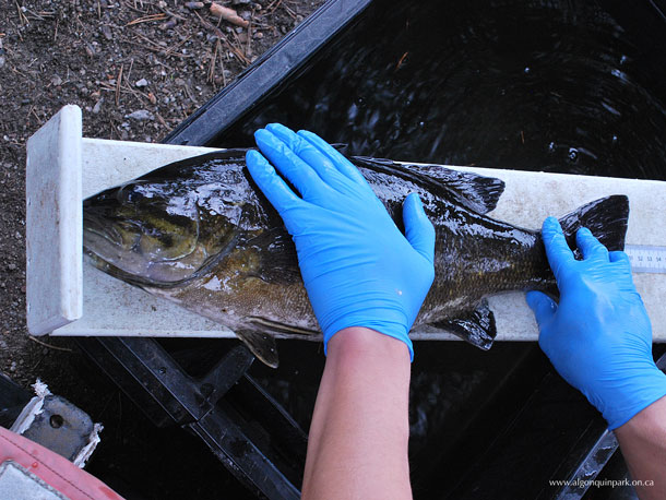 Measuring a Smallmouth Bass from Lake of Two Rivers in Algonquin Park