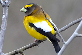 Evening Grosbeak in Algonquin Park