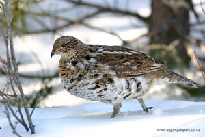 Ruffed Grouse in Algonquin Park