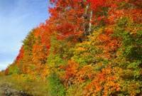 Fall (Autumn) in Algonquin Park