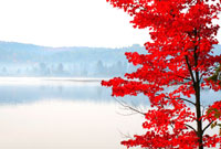 Red Maple in Autumn, Algonquin Park