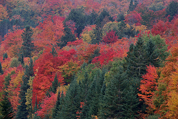 Algonquin Park's fall colour near Smoke Lake on October 6, 2016 at km 16