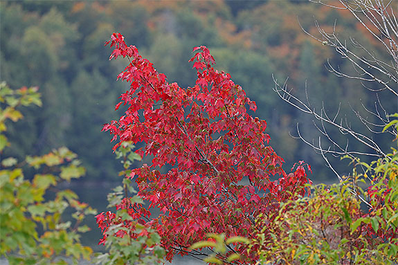 A Red Maple at peak along Highway 60 in Algonquin Park on September 18, 2025 (click to enlarge). A Red Maple at peak along Highway 60 in Algonquin Park on September 18, 2025 (click to enlarge).