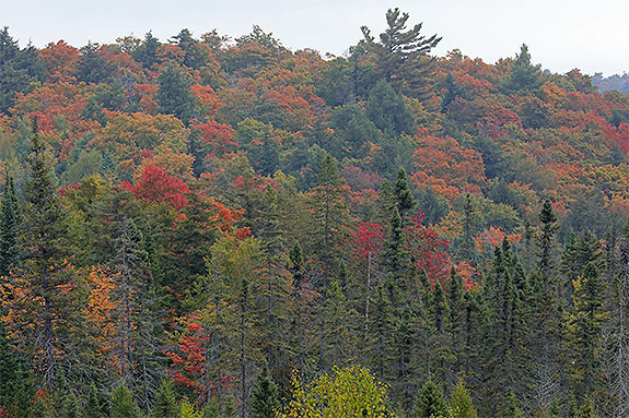 Along Highway 60 in Algonquin Park on September 18, 2025 (click to enlarge). Along Highway 60 in Algonquin Park on September 18, 2025 (click to enlarge).