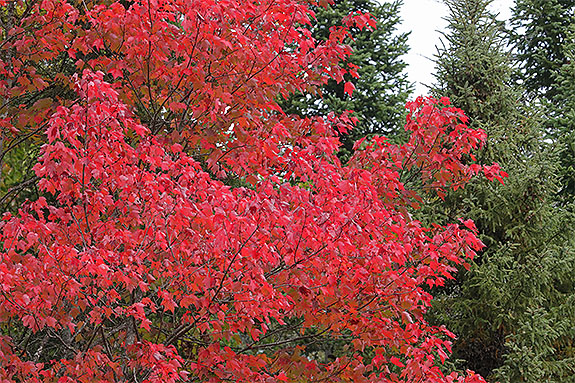 Red Maple along Highway 60 in Algonquin Park on September 18, 2025 (click to enlarge). Red Maple along Highway 60 in Algonquin Park on September 18, 2025 (click to enlarge).