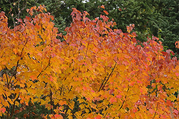 Along Highway 60 in Algonquin Park on September 18, 2025 (click to enlarge). Along Highway 60 in Algonquin Park on September 18, 2025 (click to enlarge).