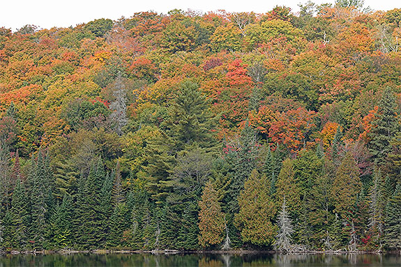 At km 10 of Highway 60 in Algonquin Park on September 18, 2025 (click to enlarge). At km 10 of Highway 60 in Algonquin Park on September 18, 2025 (click to enlarge).