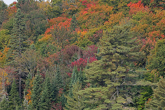 Along Highway 60 in Algonquin Park on September 18, 2025 (click to enlarge). Along Highway 60 in Algonquin Park on September 18, 2025 (click to enlarge).