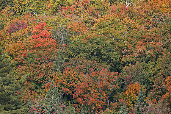 Fall colour in Algonquin Park on September 18, 2025 (click to enlarge). Fall colour in Algonquin Park on September 18, 2025 (click to enlarge).