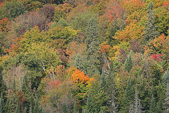 Along Highway 60 in Algonquin Park on September 18, 2025 (click to enlarge). Along Highway 60 in Algonquin Park on September 18, 2025 (click to enlarge).