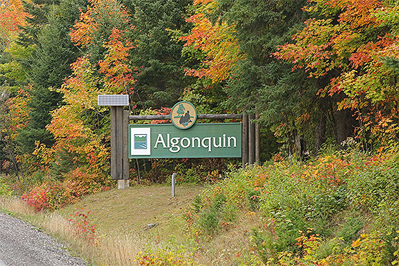 At the West Gate in Algonquin Park on September 18, 2025 (click to enlarge). At the West Gate in Algonquin Park on September 18, 2025 (click to enlarge).