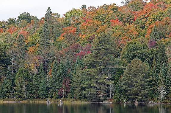 Along Highway 60 in Algonquin Park on September 18, 2025 (click to enlarge). Along Highway 60 in Algonquin Park on September 18, 2025 (click to enlarge).