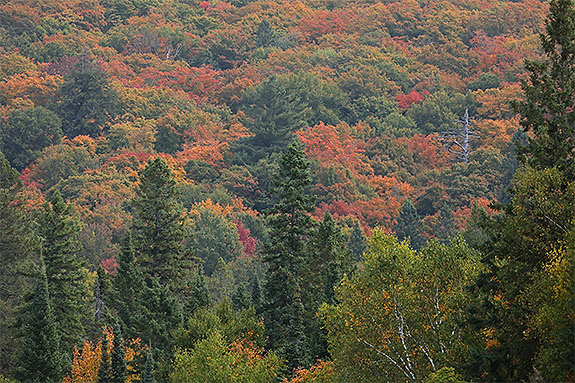 At km 8 of Highway 60 in Algonquin Park on September 18, 2025 (click to enlarge). At km 8 of Highway 60 in Algonquin Park on September 18, 2025 (click to enlarge).