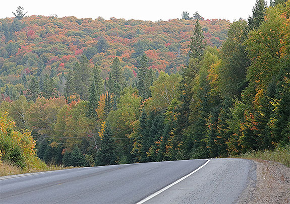 At km 7 of Highway 60 in Algonquin Park on September 18, 2025 (click to enlarge). At km 7 of Highway 60 in Algonquin Park on September 18, 2025 (click to enlarge).