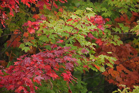 Fall colour in Algonquin Park on September 23, 2025 (click to enlarge). Fall colour in Algonquin Park on September 23, 2025 (click to enlarge).