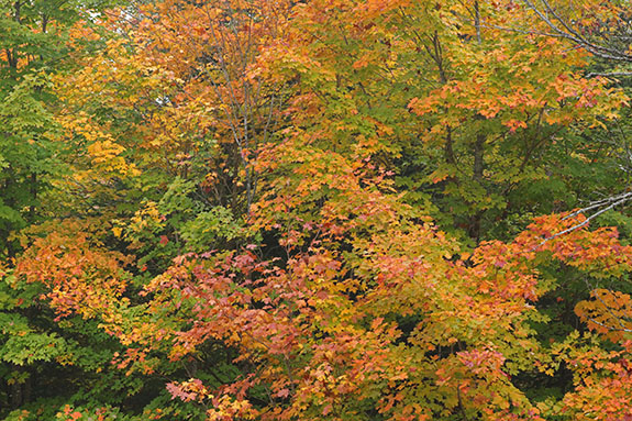 Fall colour in Algonquin Park on September 23, 2025 (click to enlarge). Fall colour in Algonquin Park on September 23, 2025 (click to enlarge).