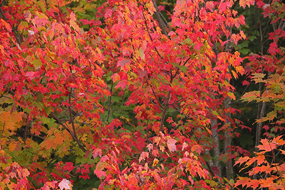Fall colour along Highway 60 in Algonquin Park on September 23, 2025 (click to enlarge). Fall colour along Highway 60 in Algonquin Park on September 23, 2025 (click to enlarge).
