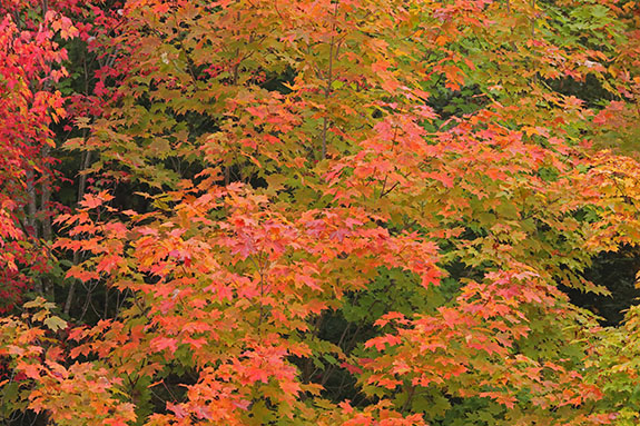 Fall colour in Algonquin Park on September 23, 2025 (click to enlarge). Fall colour in Algonquin Park on September 23, 2025 (click to enlarge).