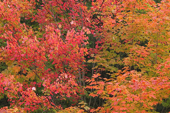 Fall colour along Highway 60 in Algonquin Park on September 23, 2025 (click to enlarge). Fall colour along Highway 60 in Algonquin Park on September 23, 2025 (click to enlarge).