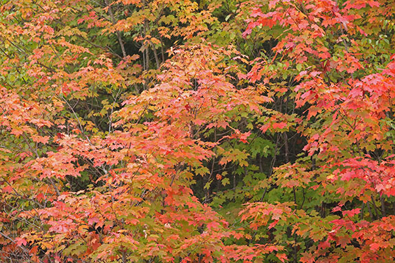 Fall colour in Algonquin Park on September 23, 2025 (click to enlarge). Fall colour in Algonquin Park on September 23, 2025 (click to enlarge).