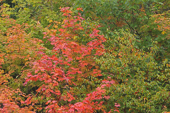 Fall colour along Highway 60 in Algonquin Park on September 23, 2025 (click to enlarge). Fall colour along Highway 60 in Algonquin Park on September 23, 2025 (click to enlarge).