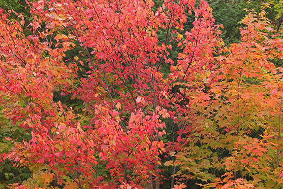 Fall colour along Highway 60 in Algonquin Park on September 23, 2025 (click to enlarge). Fall colour along Highway 60 in Algonquin Park on September 23, 2025 (click to enlarge).