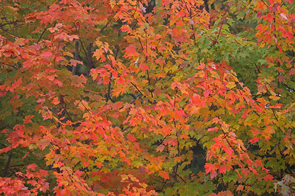 Fall colour along Highway 60 in Algonquin Park on September 23, 2025 (click to enlarge). Fall colour along Highway 60 in Algonquin Park on September 23, 2025 (click to enlarge).