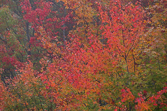 Fall colour in Algonquin Park on September 23, 2025 (click to enlarge). Fall colour in Algonquin Park on September 23, 2025 (click to enlarge).