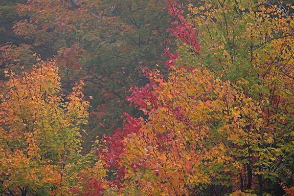 Fall colour in Algonquin Park on September 23, 2025 (click to enlarge). Fall colour in Algonquin Park on September 23, 2025 (click to enlarge).