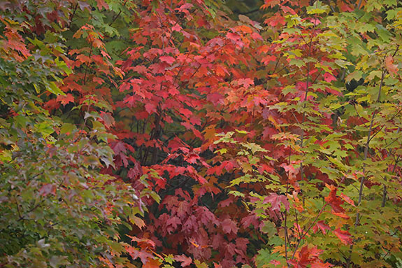 Fall colour along Highway 60 in Algonquin Park on September 23, 2025 (click to enlarge). Fall colour along Highway 60 in Algonquin Park on September 23, 2025 (click to enlarge).