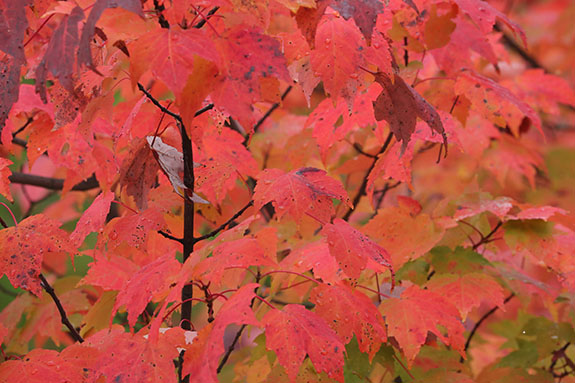 Red Maples in Algonquin Park on September 23, 2025 (click to enlarge). Red Maples in Algonquin Park on September 23, 2025 (click to enlarge).