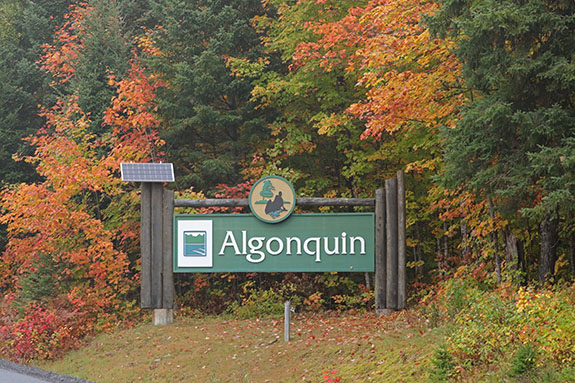At the West Gate of Highway 60 in Algonquin Park on September 23, 2025 (click to enlarge). At the West Gate of Highway 60 in Algonquin Park on September 23, 2025 (click to enlarge).