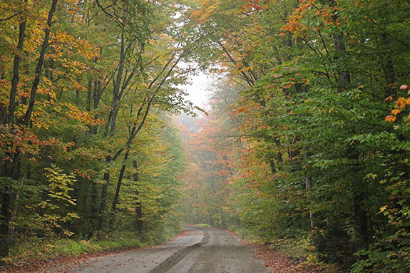 Looking north on the Arowhon Road in Algonquin Park on September 23, 2025 (click to enlarge). Looking north on the Arowhon Road in Algonquin Park on September 23, 2025 (click to enlarge).