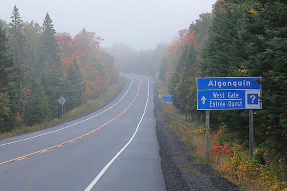 Approaching the West Gate on a foggy morning in Algonquin Park on September 23, 2025 (click to enlarge). Approaching the West Gate on a foggy morning in Algonquin Park on September 23, 2025 (click to enlarge).
