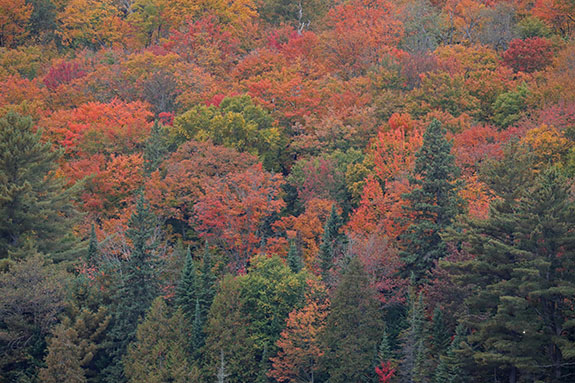 Fall colour in Algonquin Park on September 25, 2025 Fall colour in Algonquin Park on September 25, 2025