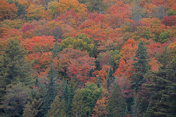 Fall colour along Highway 60 in Algonquin Park on September 25, 2025 Fall colour along Highway 60 in Algonquin Park on September 25, 2025