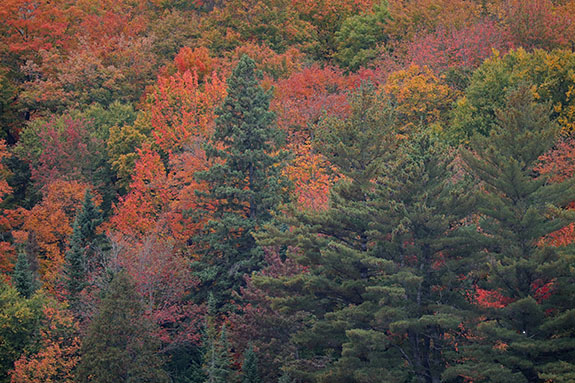 Fall colour in Algonquin Park on September 25, 2025 Fall colour in Algonquin Park on September 25, 2025