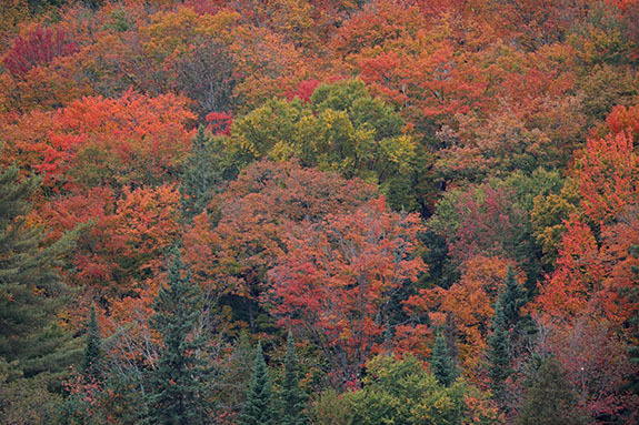 Along Highway 60 in Algonquin Park on September 25, 2025 Along Highway 60 in Algonquin Park on September 25, 2025
