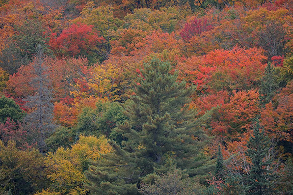 Fall colour in Algonquin Park on September 25, 2025 Fall colour in Algonquin Park on September 25, 2025