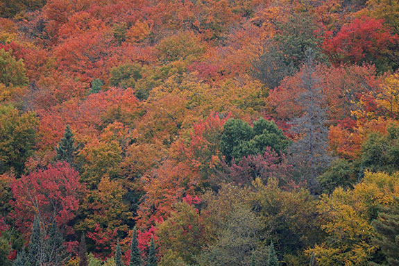 Fall colour along Highway 60 in Algonquin Park on September 25, 2025 Fall colour along Highway 60 in Algonquin Park on September 25, 2025