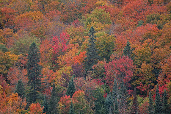 Along Highway 60 in Algonquin Park on September 25, 2025 Along Highway 60 in Algonquin Park on September 25, 2025
