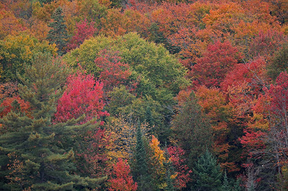 Fall colour in Algonquin Park on September 25, 2025 Fall colour in Algonquin Park on September 25, 2025