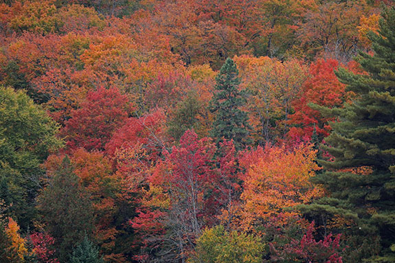 Fall colour along Highway 60 in Algonquin Park on September 25, 2025 Fall colour along Highway 60 in Algonquin Park on September 25, 2025