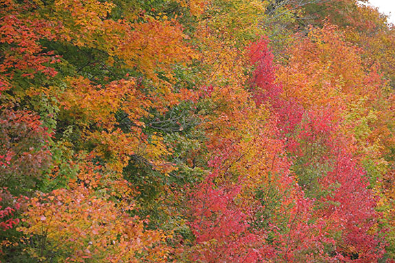 Fall colour in Algonquin Park on September 25, 2025 Fall colour in Algonquin Park on September 25, 2025