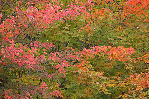 Fall colour in Algonquin Park on September 25, 2025 Fall colour in Algonquin Park on September 25, 2025