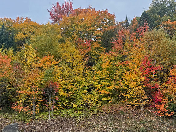Fall colour along Highway 60 in Algonquin Park on September 25, 2025 Fall colour along Highway 60 in Algonquin Park on September 25, 2025