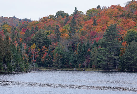 At km 10 of Highway 60 in Algonquin Park on September 25, 2025 (click to enlarge). At km 10 of Highway 60 in Algonquin Park on September 25, 2025 (click to enlarge).