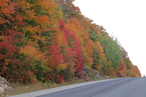 At km 17 of Highway 60 in Algonquin Park on September 25, 2025 At km 17 of Highway 60 in Algonquin Park on September 25, 2025