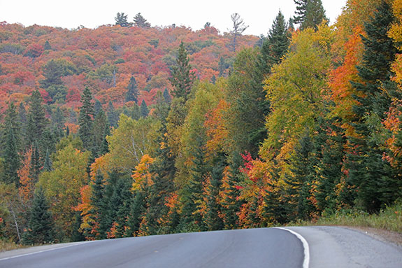 At km 7 of Highway 60 in Algonquin Park on September 25, 2025 At km 7 of Highway 60 in Algonquin Park on September 25, 2025