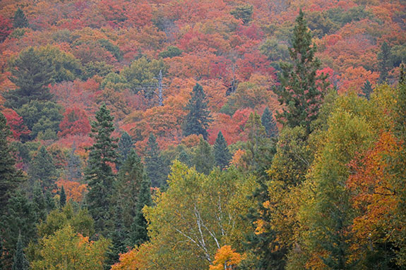 At km 8 of Highway 60 in Algonquin Park on September 25, 2025 (click to enlarge). At km 8 of Highway 60 in Algonquin Park on September 25, 2025 (click to enlarge).